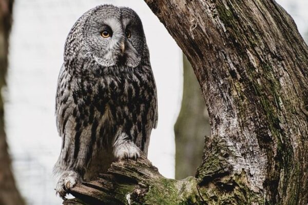 フクロウとミミズクの違いは？見分け方のコツを初心者向けに解説