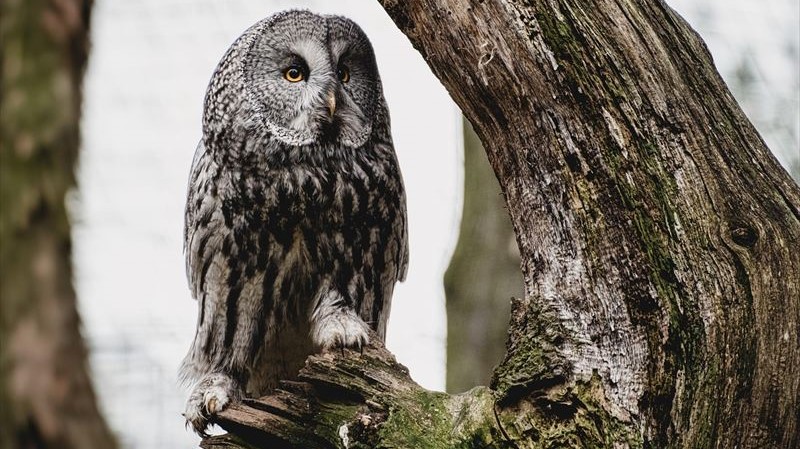 フクロウとミミズクの違いは？見分け方のコツを初心者向けに解説